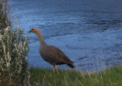 female upland goose